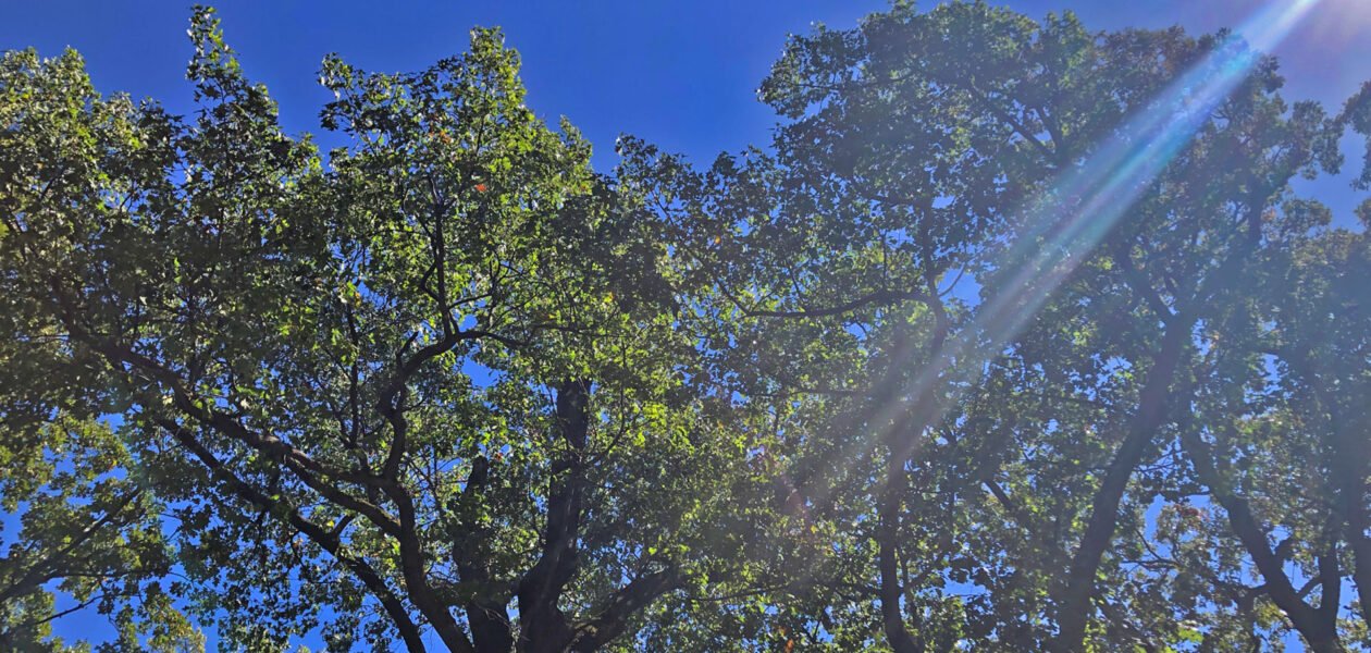 overhead tree canopy