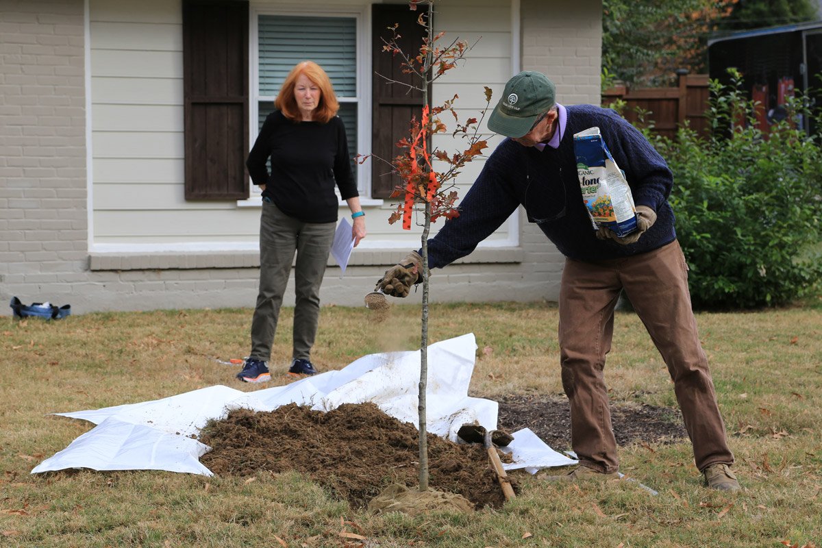 Arborist Mark Follis sprinkles mycorrihizal fungi around the tree root ball