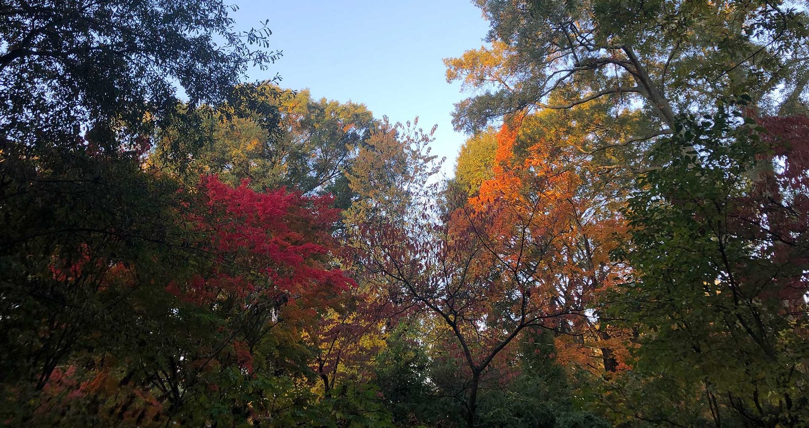 Tree canopy with fall colors